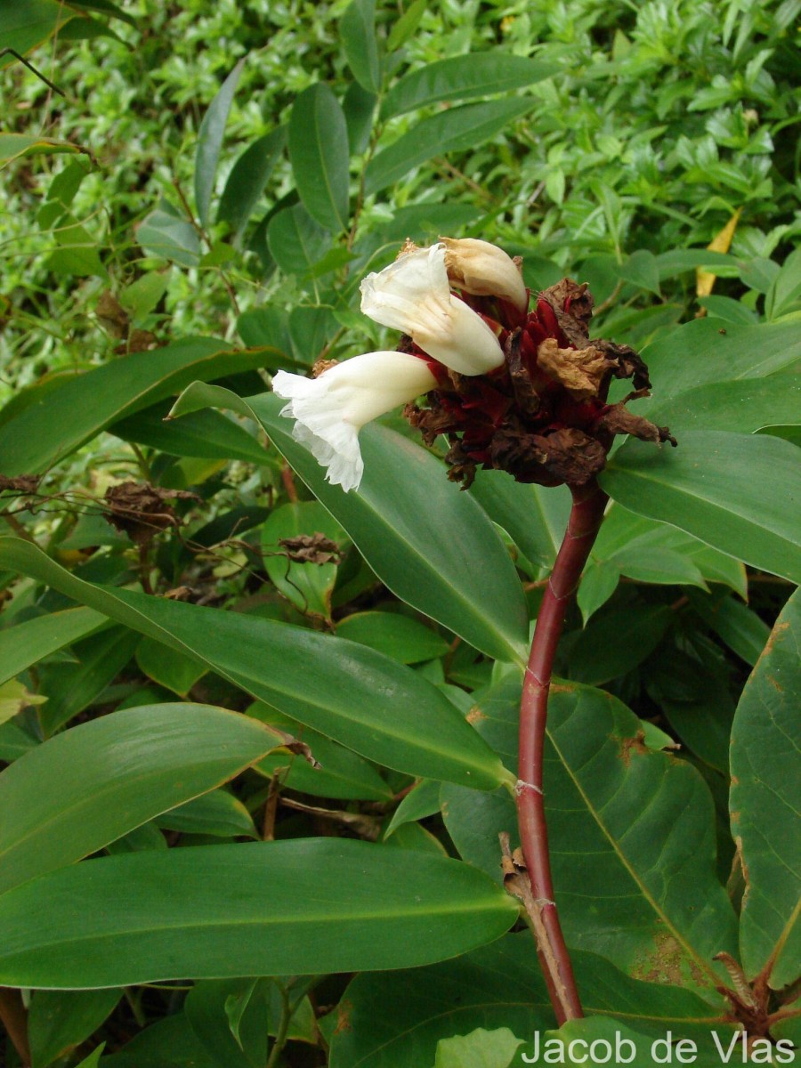 Hellenia speciosa (J.Koenig) S.R.Dutta